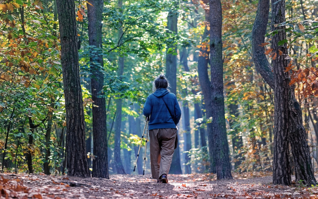 adults walking in forest